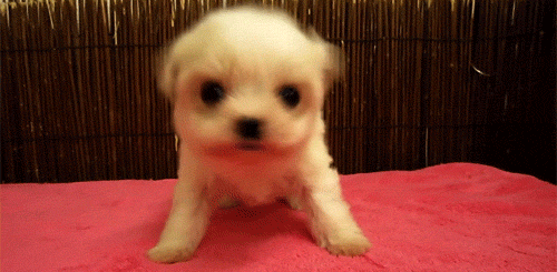 Adorable Fuzzy Puppy Gif