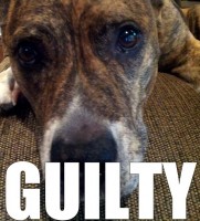 Sophie the Pit Bull is Guilty!