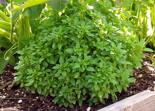 Boxwood Basil