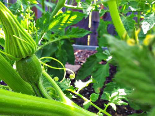 Porcelain Doll F1 Pink Pumpkin