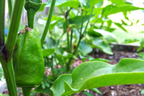 Yummy Bell Snacking Peppers